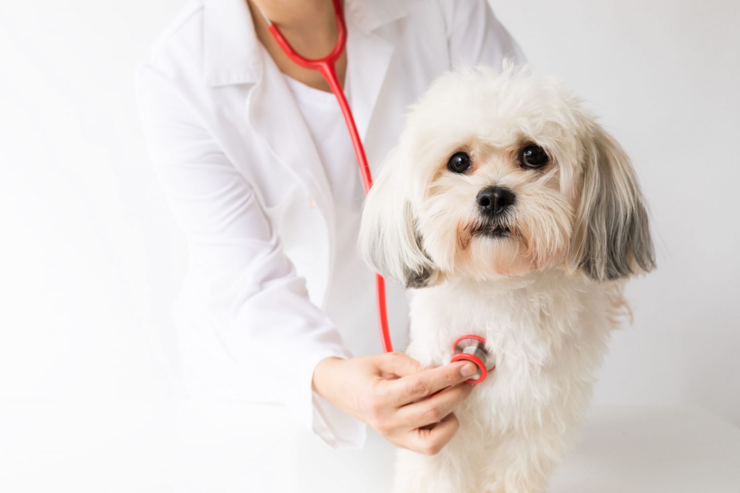 Was sind häufige Gesundheitsprobleme bei Haustieren?